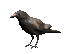 low poly crow